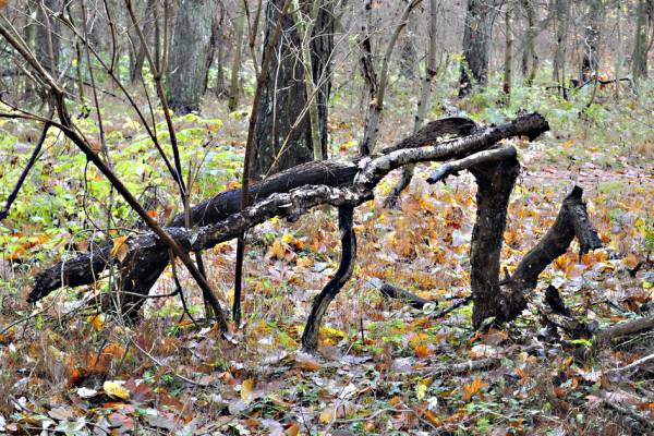 �������������� ����