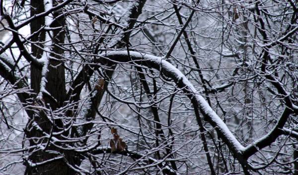 ������ ����