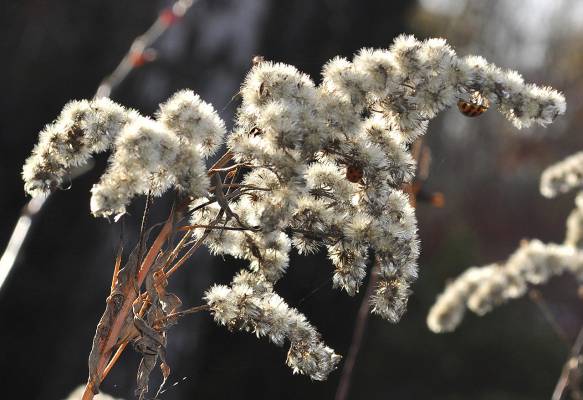 ����� ������