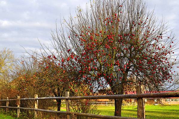 ����������� �������