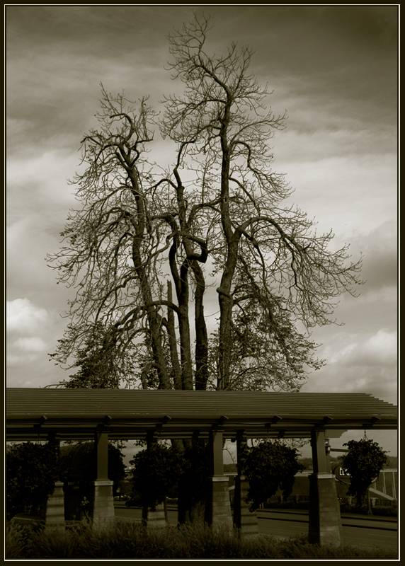 ��� ������ ������