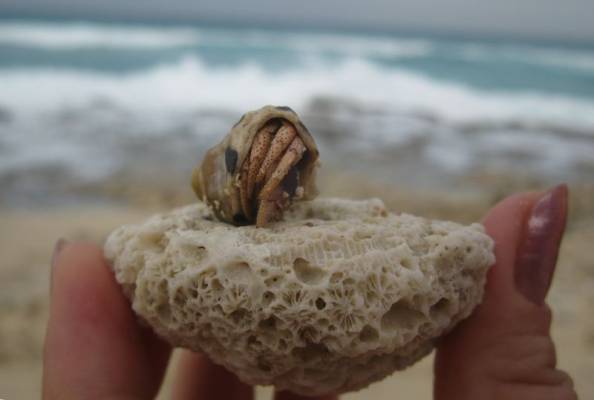 ��� ��������� � �������