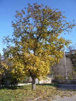 � ����� ��� ����...