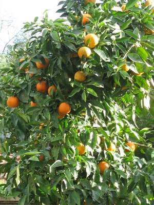 ���������))