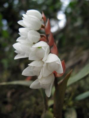 Pholidota clemensii