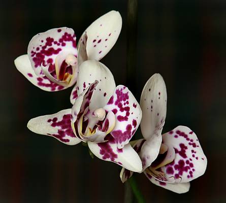 ���������� ����. ����� ������