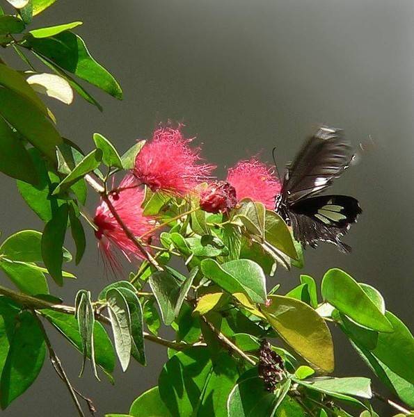 ������ ����. �������. 