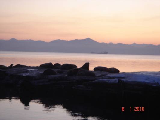 ������ (�������� ������� ���)