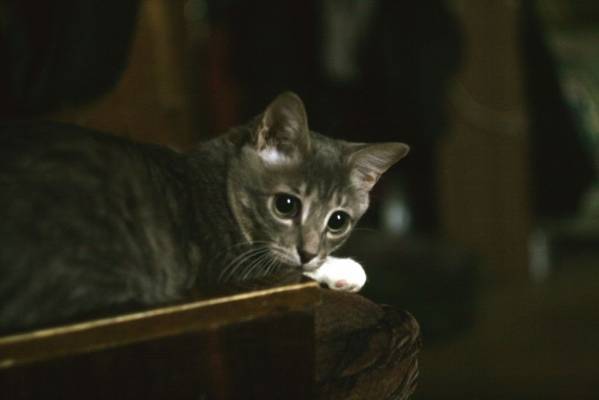 cat2