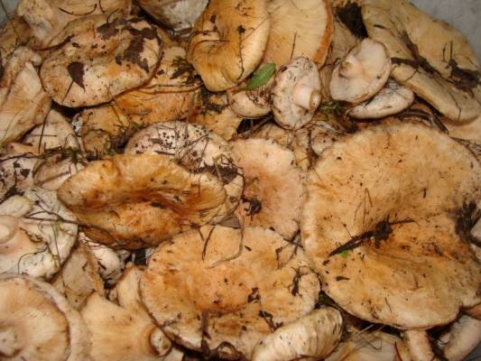 ���� ����