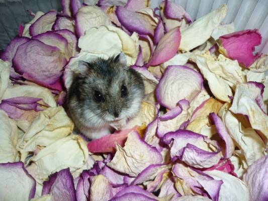 ��������