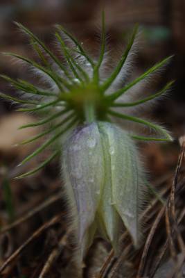 �������� ���������