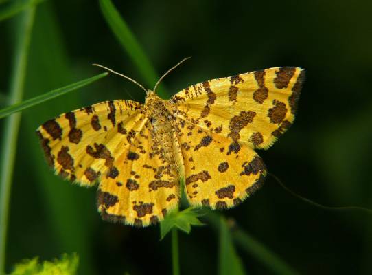   Pseudopanthera macularia