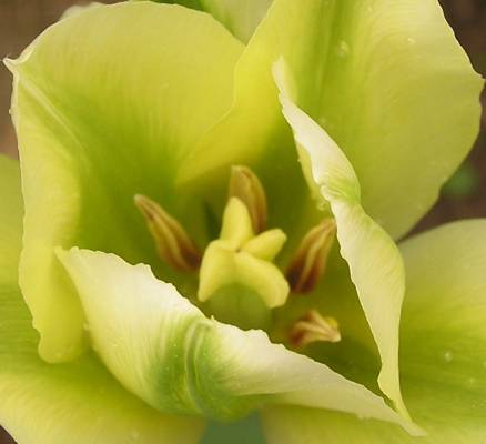 ����� ������