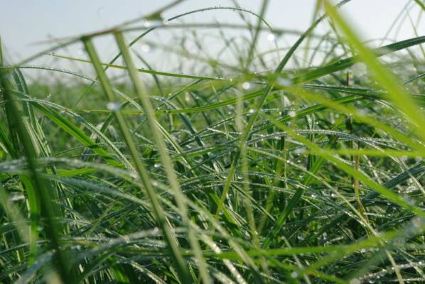 �����-2009, ������� ����-1