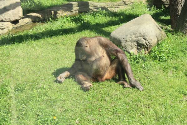 � ��� ����