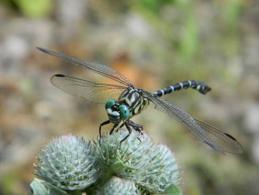 ������� ��������