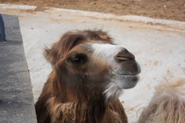 ��� �����������