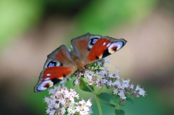 ������� �� ������� ������