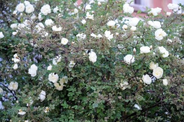 ����� ���