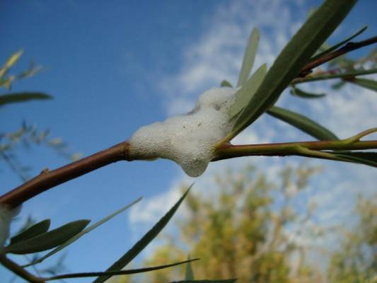 ����� ������...