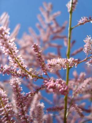 ������� ����