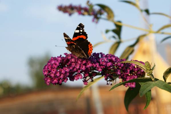 ������� �� ������