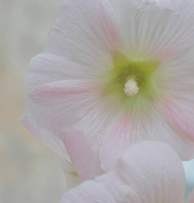 ������ � �������