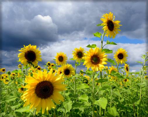 ��� ����������