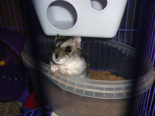 �������� ��������