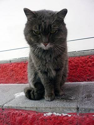 ������ ����