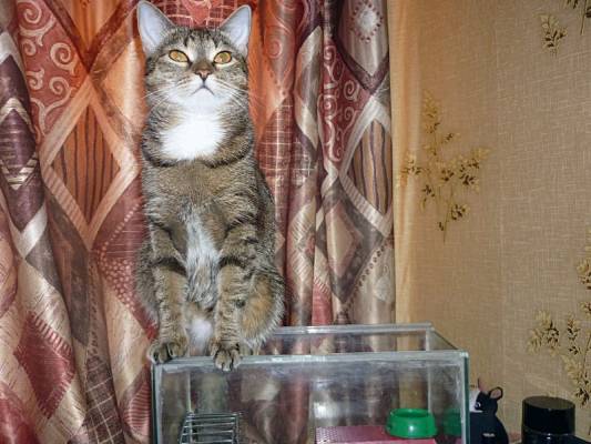 ����� ������� - �