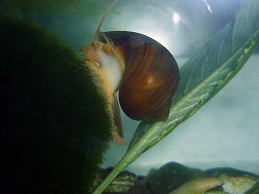 ����� �� �����