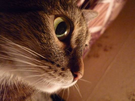 ������� ����