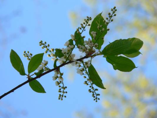 ������� �����