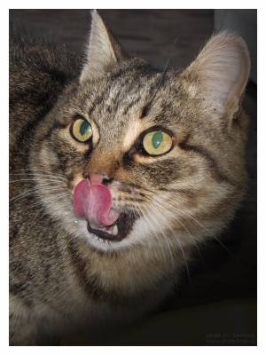 ��� �������