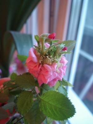 ������� ����