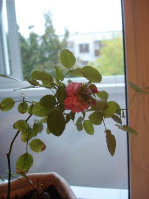 ���������� ����