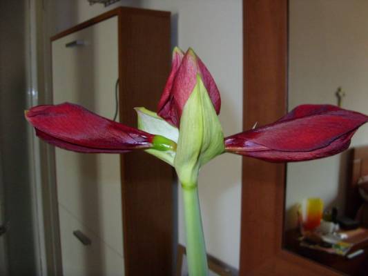 ������ ������