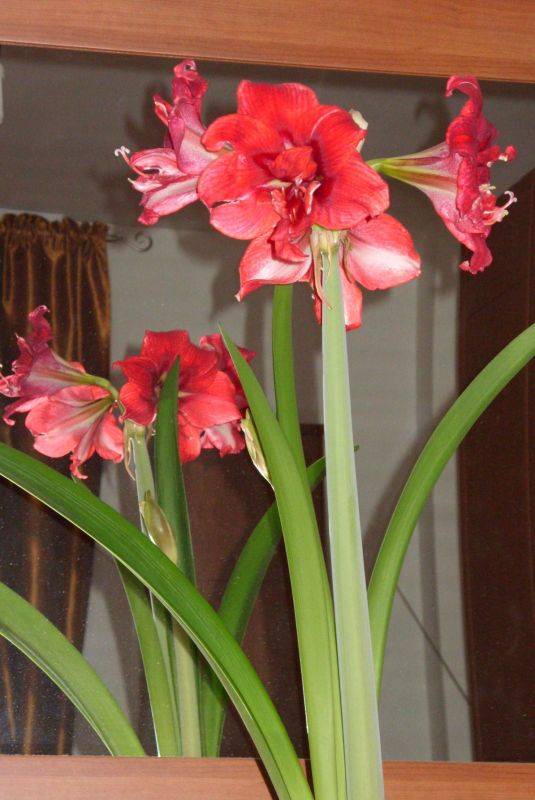 ������ 2010