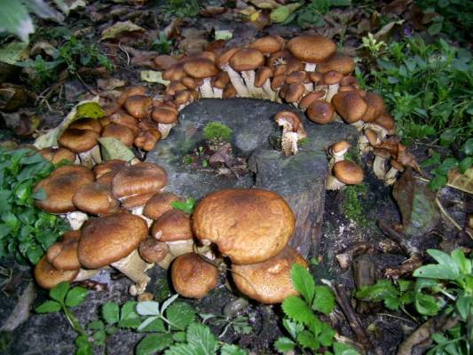 ������� ��������� ����