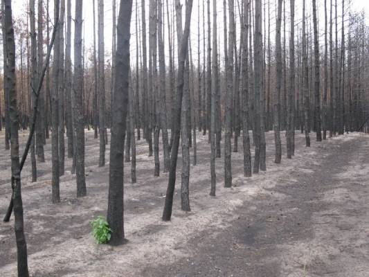 ����� ������ �� ��������