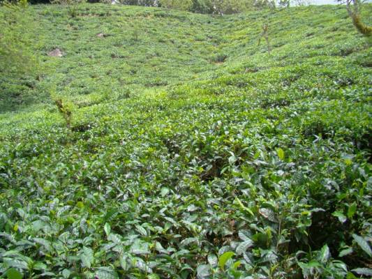 ������ ���������, ���, �������