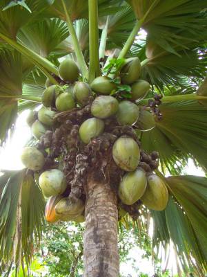 ������ ���� �� ���, �������