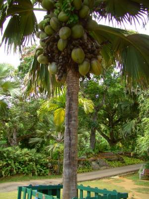 ���� �� ��� ���, �������