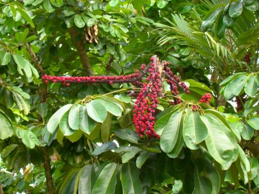 �������� ����������