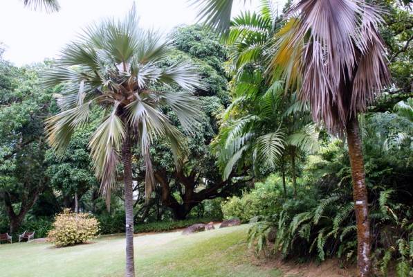 ������������ ��� ���