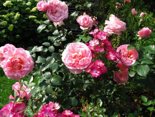 Dames de Chenonceau, Lupo