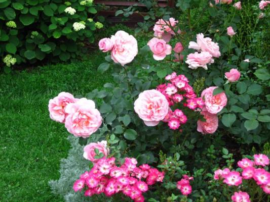 Dames de Chenonceau+Lupo