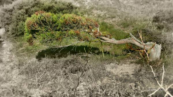 ������ ��������